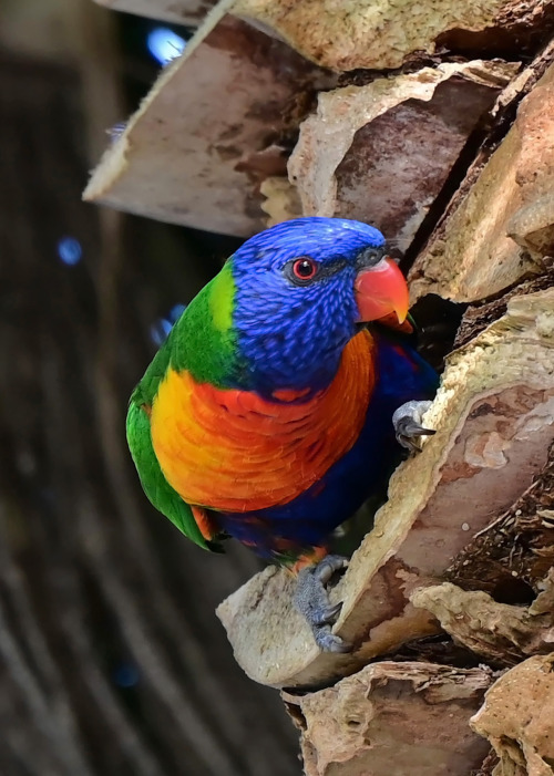 nobodysperfect2133: Looking over the neighbourhood - Rainbow lorikeets