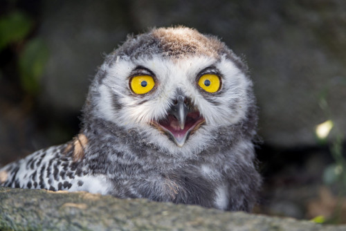 end0skeletal-undead: Juvenile Snowy Owl by Tambako The Jaguar