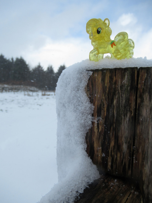 Golden Harvest is out in the snow.On Dartmoor, in Devon, England.