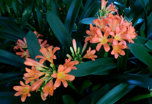 regnum-plantae: Clivia miniata, Amaryllidaceae When it comes to bulbous plants, South Africa is one 