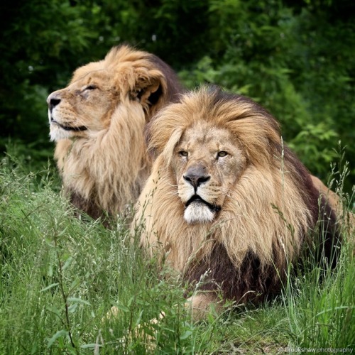 Handsome African Lion brothers at WHF Big Cat Sanctuary…
