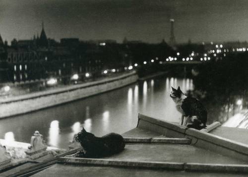 Les chats la nuit - ParisRobert Doisneau