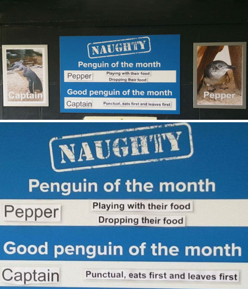 its-little-miss-muffet: catsbeaversandducks: This Aquarium Picks The Naughtiest Penguin Of The Month