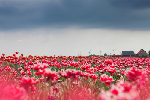 Netherlands, Tulips