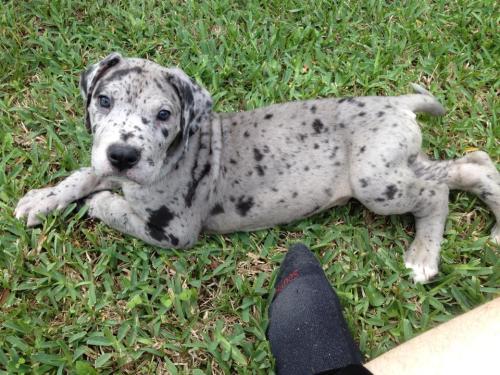 ircimages: Meet Ragnar the Great Dane So, opinion: Is this the best name for a Great Dane, or the be