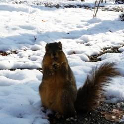 awwww-cute:  Met this guy on my walk today