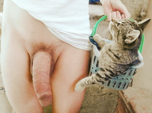 likewildlife:  We love cats.