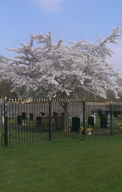 deformutilated:  Flowering tree over headstones