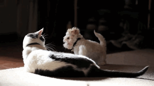 catsdogsblog:  More GIFs: http://catsdogsblog.tumblr.com