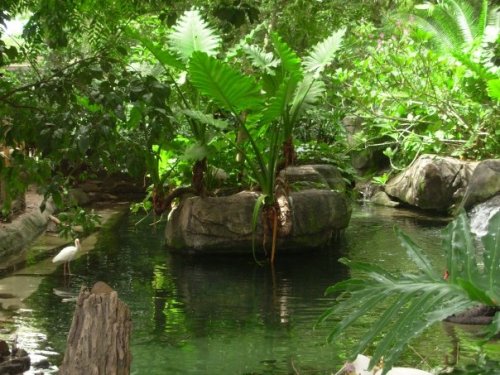 tribalgardens: jungle-sorbet: follow jungle-sorbet for more tropical xox active 2016! relax by th