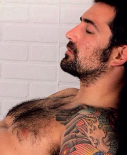 hairychestg: http://hairychestg.tumblr.com