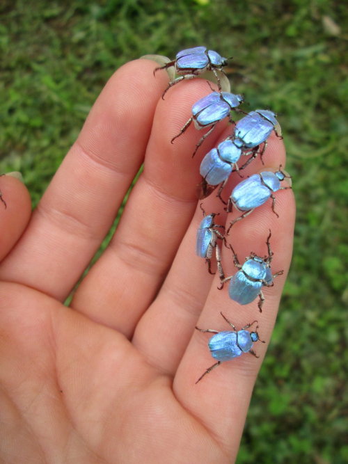 surra-de-bunda: iridescent sky blue scarab beetle, Hoplia coerulea, found in SW Europe I want my nai