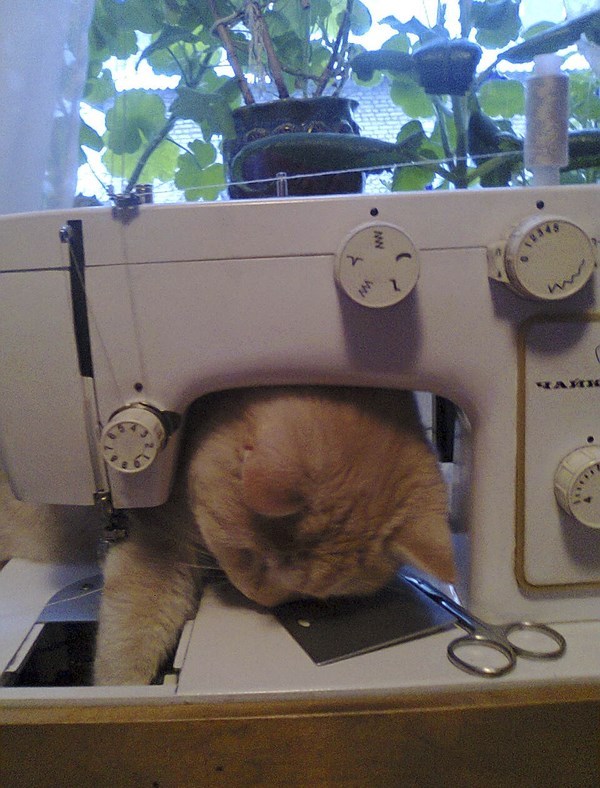 fantasticcatadventures:yes, I’m helping