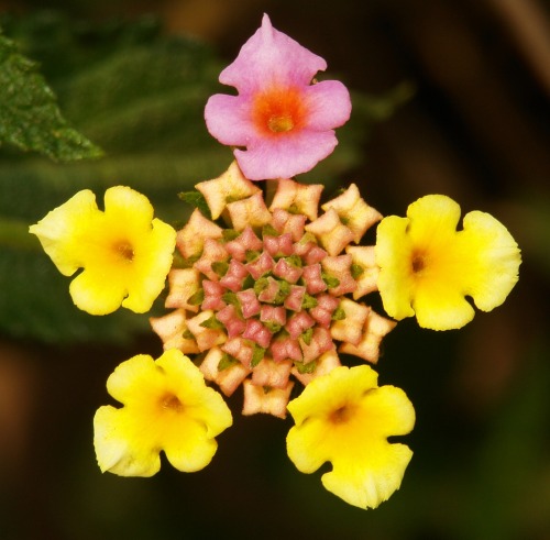 sinophilia:Lantana Lantana, both here in China and in Australia is a noxious choking weed which spr