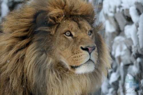 bigcatslions:Photography Michael Perikov (Михаил Периков)