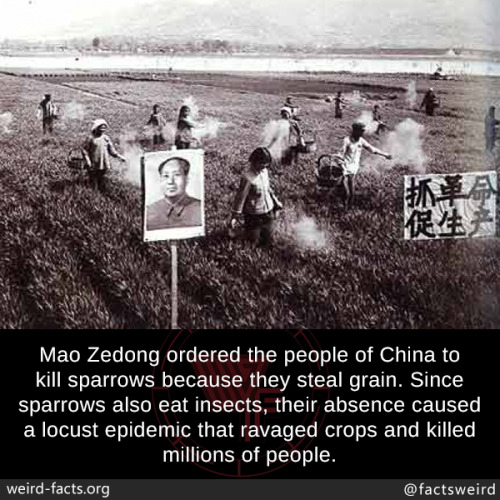 rockyp77: mindblowingfactz: Mao Zedong ordered the people of China to kill sparrows because they ste