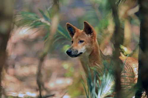 tangledwing:Dingo (Canis lupus dingo)Despite being crucial to its ecosystem, the dingo, a wild dog, 