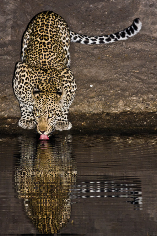 Leopard drinking at night, Sabi Sabi Game Reserve, South Africa(via DP Review)