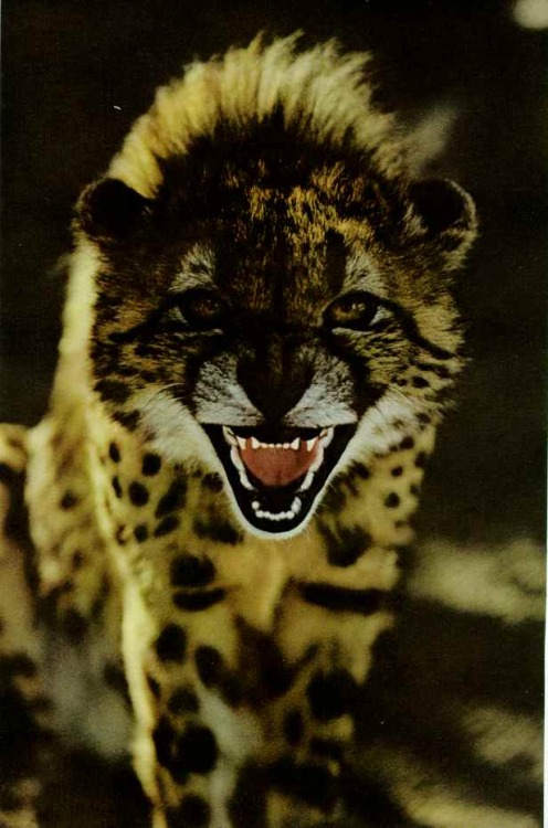 vintagenatgeographic:Young cheetah in Southwest AfricaNational Geographic | February 1972