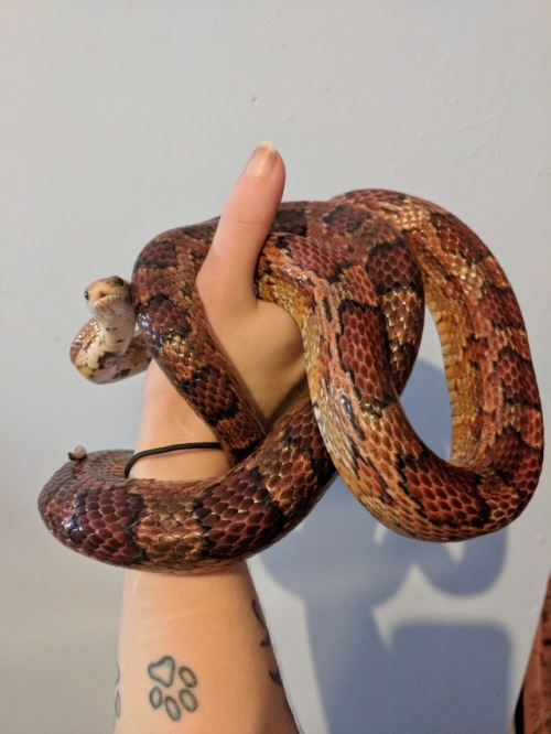 bagelbarton:My Beautiful Girl finally shed over the weekend. Look how shiny she is now