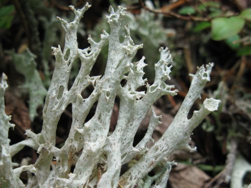 Cladonia boryiFishnet cladonia, Bory’s cup lichenYou can tell this is a cladonia lichen because of t