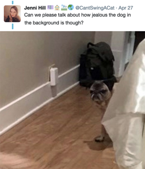 amerikkkanpie: kidslutti-: tastefullyoffensive:(via BurkhartAdriana) Quality fucking content The pug