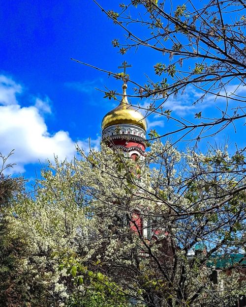 Цветущая вишня #beautiful #flowers #trees #green #blooming #spring #sky #clouds #cherryblossom #cher