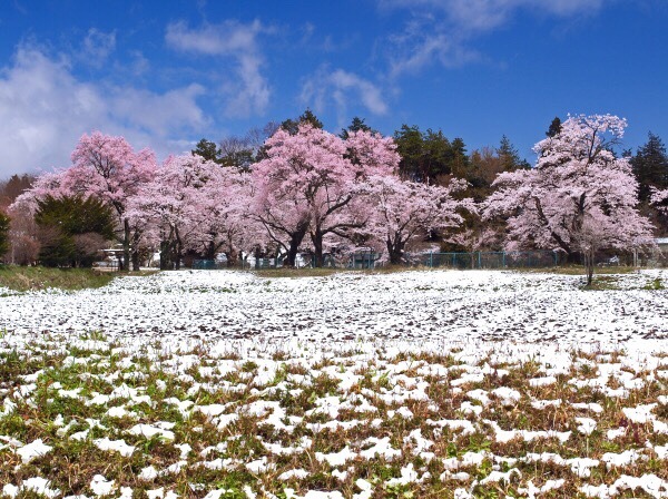 zekkei-beautiful-scenery:  Cherry blossoms and snow falling in #Japan  桜舞い散る雪が降る