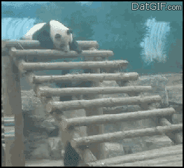 Failsnet:  Tumblr Fails.net - Pandas Could Troll