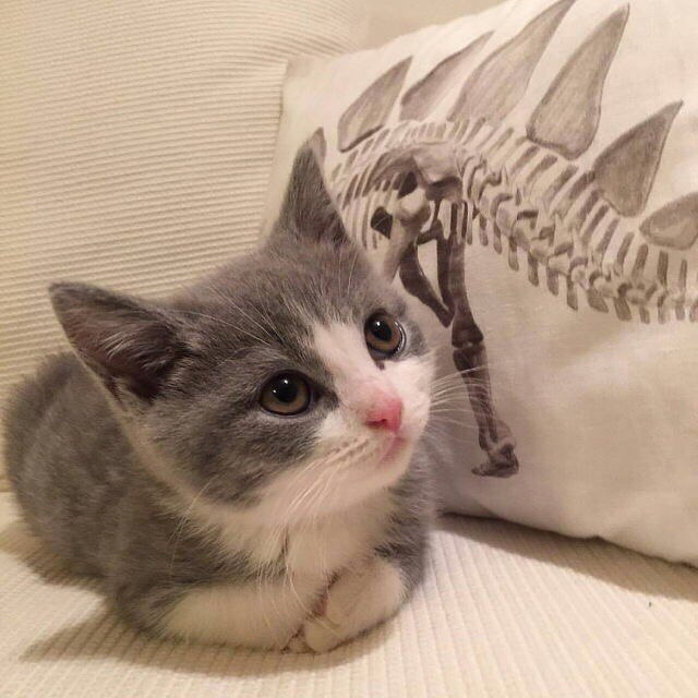 Kittens ฅ^•ﻌ•^ฅ
