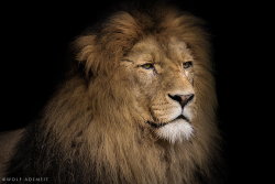 Bendhur    llbwwb:   (via 500px / old lion portrait by Wolf Ademeit) with permission 