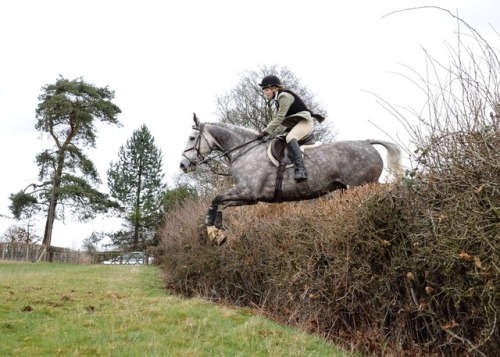 horseingabout: eventing-henry: horseingabout:  horseingabout:  eventing-henry:  nicomorgan:  eventin