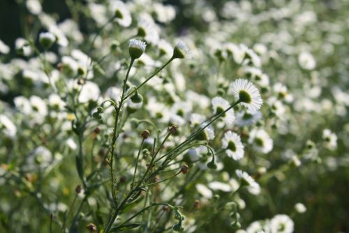 coraruthphotography:Little wild daisies in the backyard 7/22/16 Cora Ruth Photography
