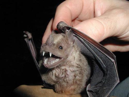 Your Daily Batty Dose!Little White-Shouldered Bat Source {x}