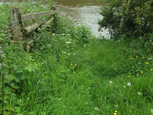 fawwna:River Severn, Bridgnorth