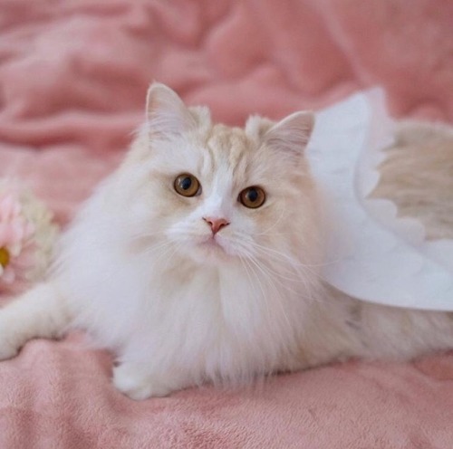 watermelongf:instagram.com/p/BWKlOAwBA6X/