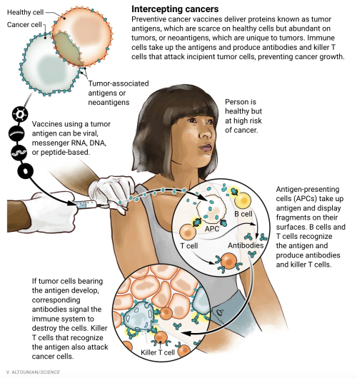 mednerds:New generation of cancer-preventing vaccines could wipe out tumors before they form By Joce