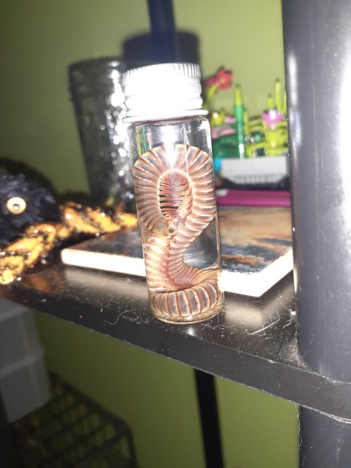 Unfortunately I Found That One Of My Millipedes Had Drowned In The Water Dish. I Decided To Preserve