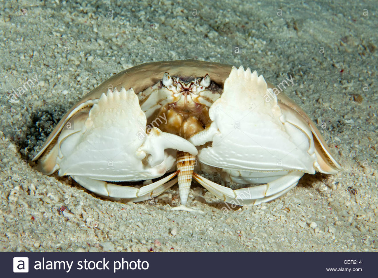 greer's pet blog — “Meet the Shame-faced Crab” Thank you, I will!