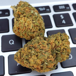 thatsgoodweed:  Almost too pretty to grind it.