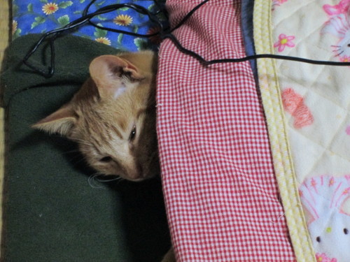 あったかいニャン=^_^=