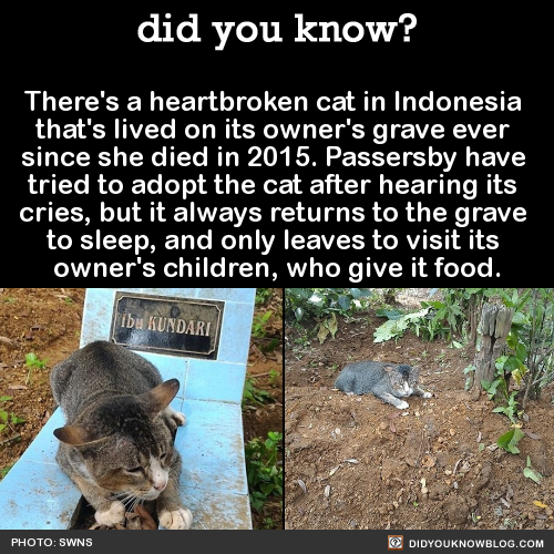 did-you-kno:  There’s a heartbroken cat in Indonesia  that’s lived on its owner’s