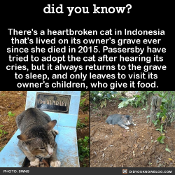 Did-You-Kno:  There’s A Heartbroken Cat In Indonesia  That’s Lived On Its Owner’s