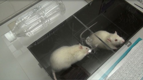 beesmygod:currentsinbiology:Rats forsake chocolate to save a drowning companion A new study shows th