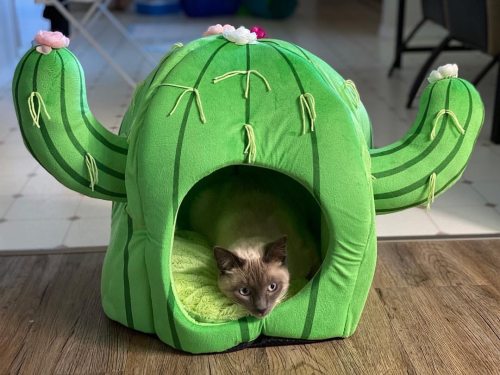 likeloveloathing: Peppermint’s new fort No boys allowed #catsofinstagram #kitten #siamese #res