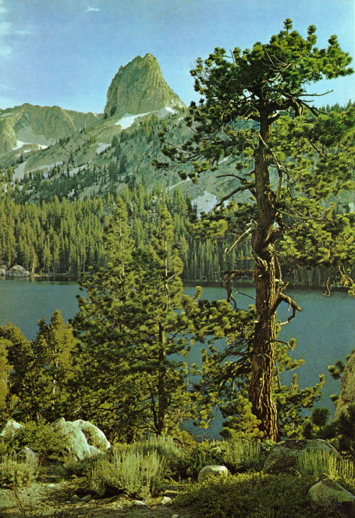 Crystal Crag rises high above Lake George in California’s Mammoth Lakes area. The tree is a Jeffrey 