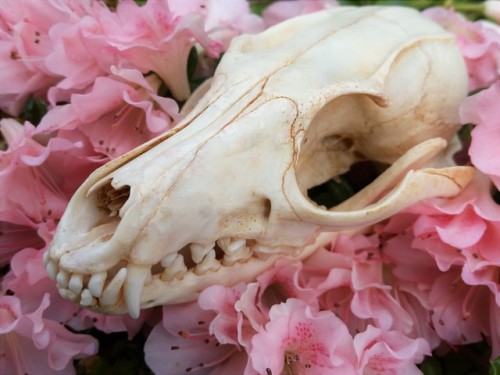 Fox Skull