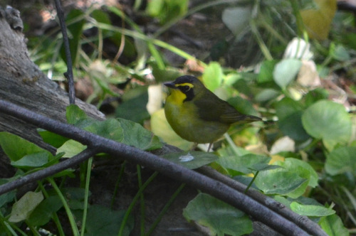 Kentucky warbler in the Ravine (May 2020)