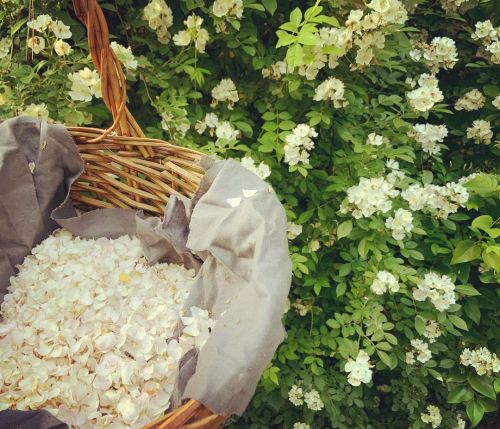 Foraging wild rose petals 