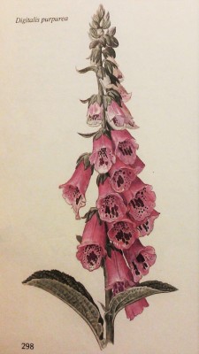 purest-witch:some beautiful old botanical